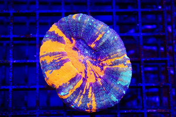 wholesale_coral - saltwater_fish saltwater_coral - rare corals - coralsdepot - Corals_Depot - live_corals - eye - catching - coral quality_marine_fish - quality - marine discoun