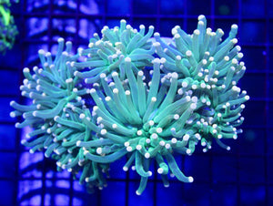 wholesale_coral - saltwater_fish saltwater_coral - rare corals - coralsdepot - Corals_Depot - live_corals - eye - catching - coral quality_marine_fish - quality - marine discoun