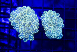 wholesale_coral - saltwater_fish saltwater_coral - rare corals - coralsdepot - Corals_Depot - live_corals - eye - catching - coral quality_marine_fish - quality - marine discoun
