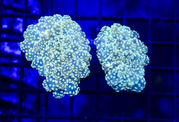 wholesale_coral - saltwater_fish saltwater_coral - rare corals - coralsdepot - Corals_Depot - live_corals - eye - catching - coral quality_marine_fish - quality - marine discoun