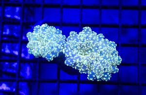 wholesale_coral - saltwater_fish saltwater_coral - rare corals - coralsdepot - Corals_Depot - live_corals - eye - catching - coral quality_marine_fish - quality - marine discoun
