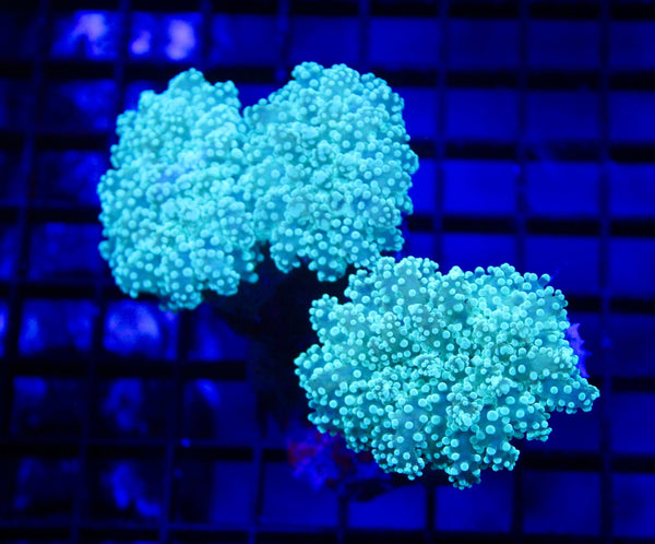 wholesale_coral - saltwater_fish saltwater_coral - rare corals - coralsdepot - Corals_Depot - live_corals - eye - catching - coral quality_marine_fish - quality - marine discoun