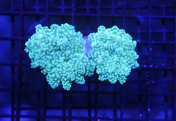 wholesale_coral - saltwater_fish saltwater_coral - rare corals - coralsdepot - Corals_Depot - live_corals - eye - catching - coral quality_marine_fish - quality - marine discoun