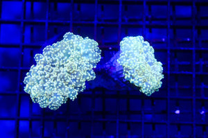 wholesale_coral - saltwater_fish saltwater_coral - rare corals - coralsdepot - Corals_Depot - live_corals - eye - catching - coral quality_marine_fish - quality - marine discoun