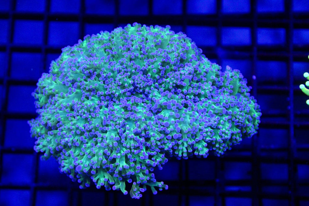 wholesale_coral - saltwater_fish saltwater_coral - rare corals - coralsdepot - Corals_Depot - live_corals - eye - catching - coral quality_marine_fish - quality - marine discoun