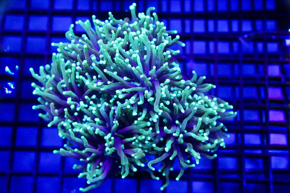 wholesale_coral - saltwater_fish saltwater_coral - rare corals - coralsdepot - Corals_Depot - live_corals - eye - catching - coral quality_marine_fish - quality - marine discoun