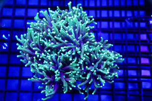 wholesale_coral - saltwater_fish saltwater_coral - rare corals - coralsdepot - Corals_Depot - live_corals - eye - catching - coral quality_marine_fish - quality - marine discoun