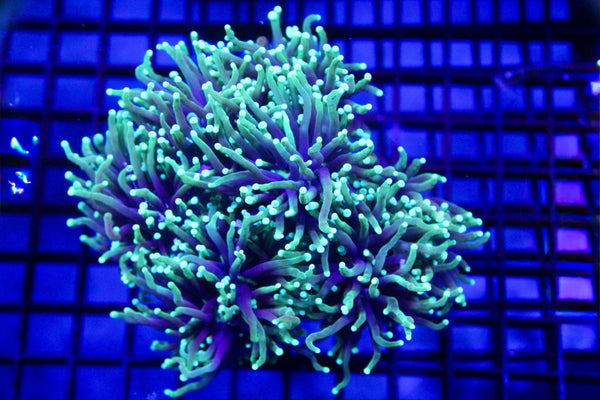 wholesale_coral - saltwater_fish saltwater_coral - rare corals - coralsdepot - Corals_Depot - live_corals - eye - catching - coral quality_marine_fish - quality - marine discoun