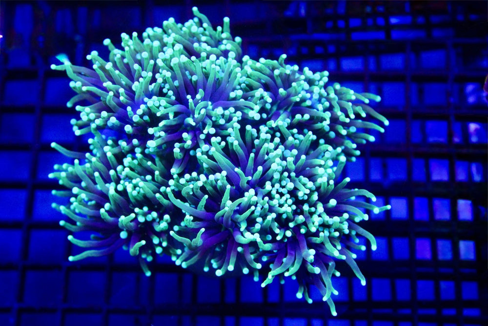 wholesale_coral - saltwater_fish saltwater_coral - rare corals - coralsdepot - Corals_Depot - live_corals - eye - catching - coral quality_marine_fish - quality - marine discoun