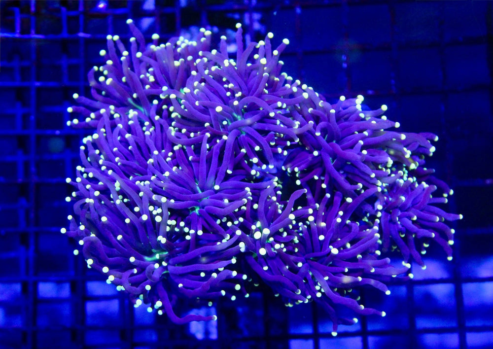 wholesale_coral - saltwater_fish saltwater_coral - rare corals - coralsdepot - Corals_Depot - live_corals - eye - catching - coral quality_marine_fish - quality - marine discoun