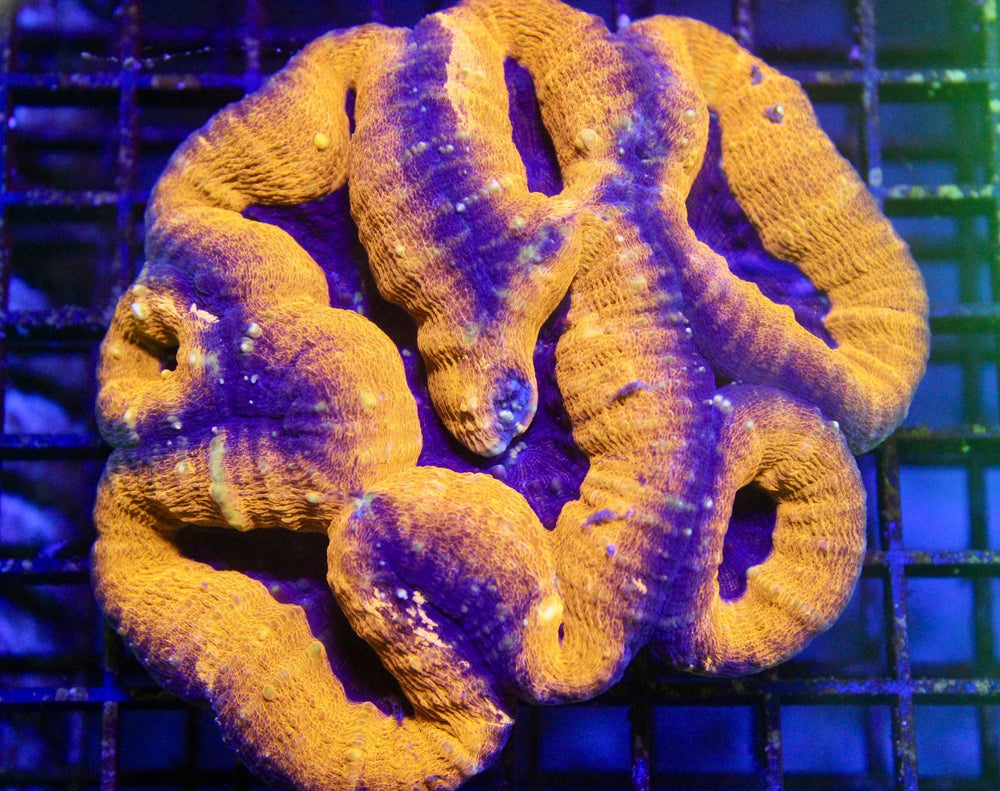 wholesale_coral - saltwater_fish saltwater_coral - rare corals - coralsdepot - Corals_Depot - live_corals - eye - catching - coral quality_marine_fish - quality - marine discoun