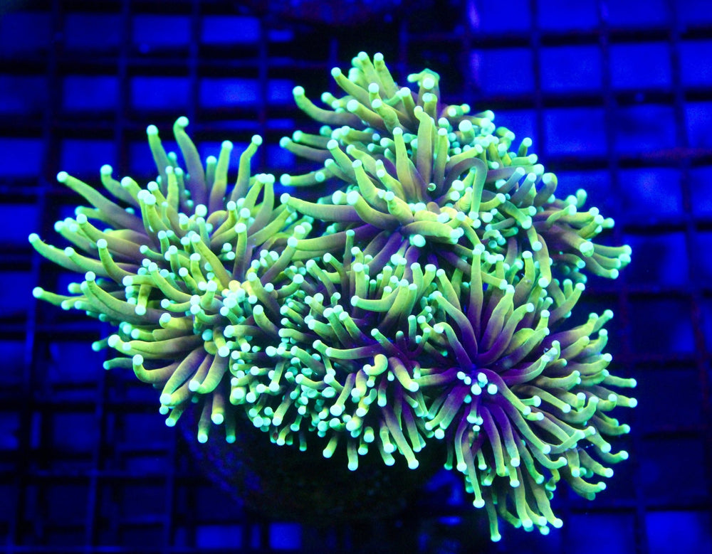 wholesale_coral - saltwater_fish saltwater_coral - rare corals - coralsdepot - Corals_Depot - live_corals - eye - catching - coral quality_marine_fish - quality - marine discoun