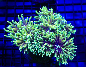 wholesale_coral - saltwater_fish saltwater_coral - rare corals - coralsdepot - Corals_Depot - live_corals - eye - catching - coral quality_marine_fish - quality - marine discoun