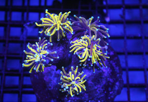 wholesale_coral - saltwater_fish saltwater_coral - rare corals - coralsdepot - Corals_Depot - live_corals - eye - catching - coral quality_marine_fish - quality - marine discoun