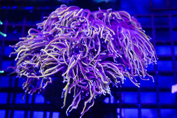 wholesale_coral - saltwater_fish saltwater_coral - rare corals - coralsdepot - Corals_Depot - live_corals - eye - catching - coral quality_marine_fish - quality - marine discoun