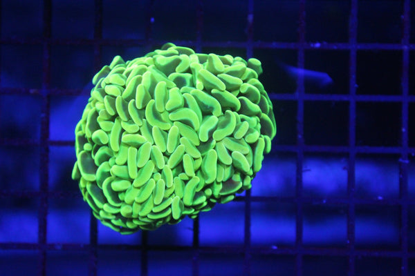 wholesale_coral - saltwater_fish saltwater_coral - rare corals - coralsdepot - Corals_Depot - live_corals - eye - catching - coral quality_marine_fish - quality - marine discoun