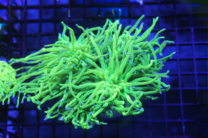 wholesale_coral - saltwater_fish saltwater_coral - rare corals - coralsdepot - Corals_Depot - live_corals - eye - catching - coral quality_marine_fish - quality - marine discoun