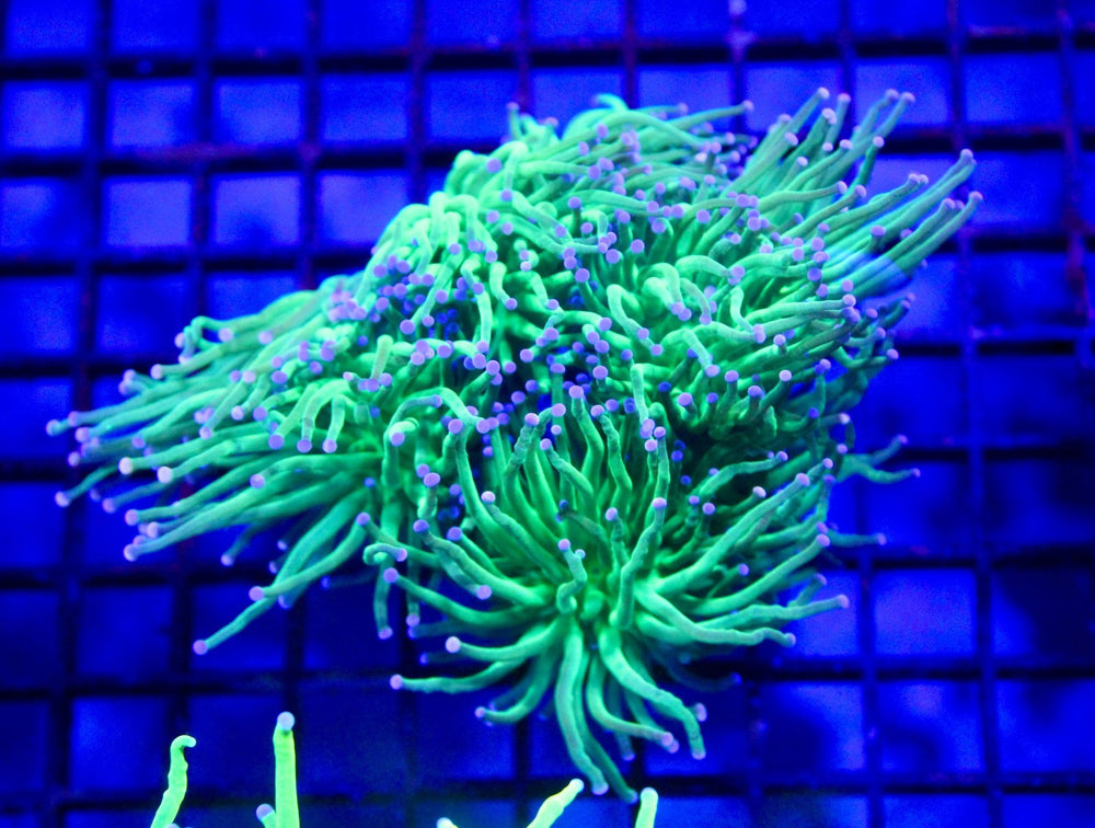 wholesale_coral - saltwater_fish saltwater_coral - rare corals - coralsdepot - Corals_Depot - live_corals - eye - catching - coral quality_marine_fish - quality - marine discoun