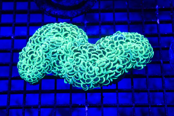 wholesale_coral - saltwater_fish saltwater_coral - rare corals - coralsdepot - Corals_Depot - live_corals - eye - catching - coral quality_marine_fish - quality - marine discoun