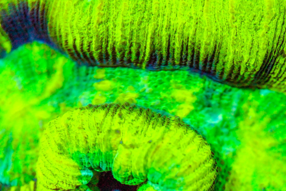 wholesale_coral - saltwater_fish saltwater_coral - rare corals - coralsdepot - Corals_Depot - live_corals - eye - catching - coral quality_marine_fish - quality - marine discoun