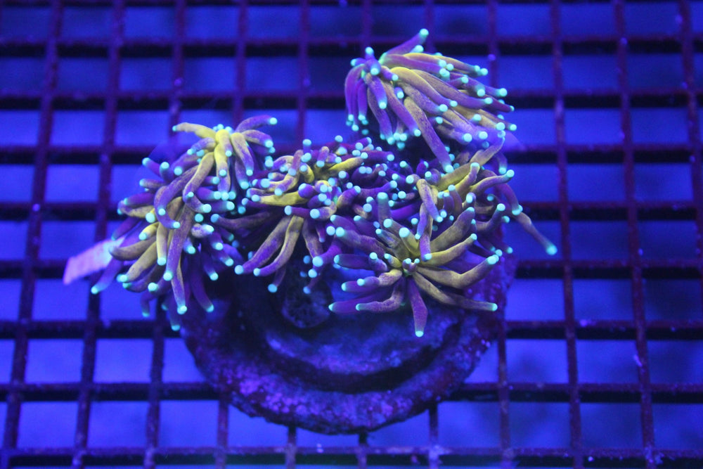 wholesale_coral - saltwater_fish saltwater_coral - rare corals - coralsdepot - Corals_Depot - live_corals - eye - catching - coral quality_marine_fish - quality - marine discoun