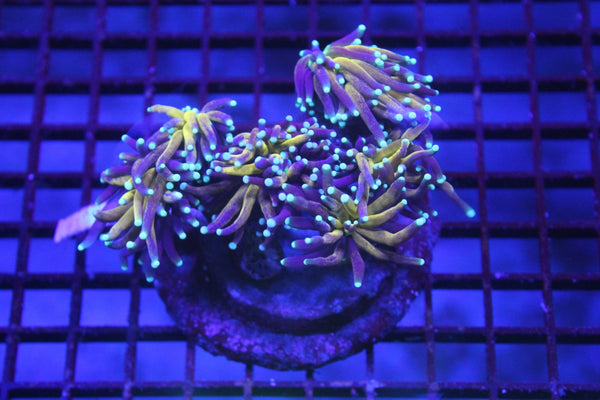 wholesale_coral - saltwater_fish saltwater_coral - rare corals - coralsdepot - Corals_Depot - live_corals - eye - catching - coral quality_marine_fish - quality - marine discoun