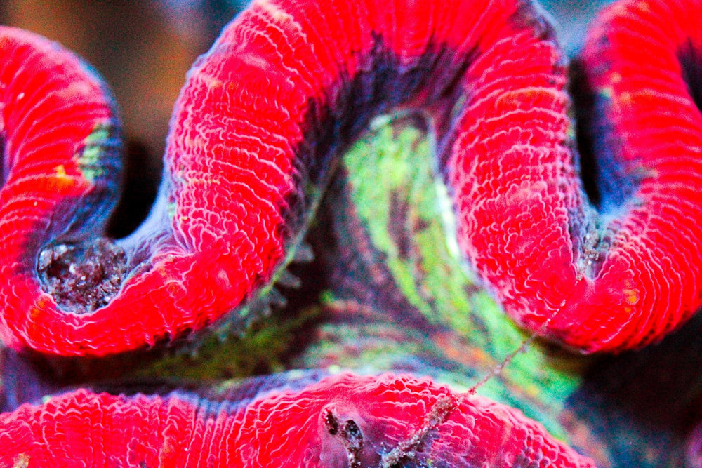 wholesale_coral - saltwater_fish saltwater_coral - rare corals - coralsdepot - Corals_Depot - live_corals - eye - catching - coral quality_marine_fish - quality - marine discoun