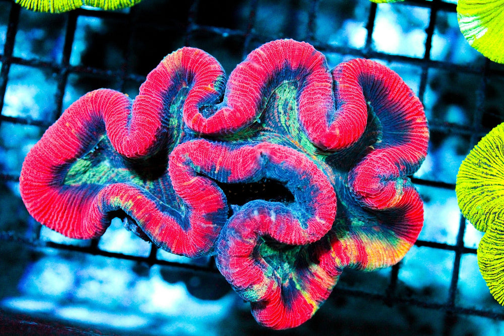 wholesale_coral - saltwater_fish saltwater_coral - rare corals - coralsdepot - Corals_Depot - live_corals - eye - catching - coral quality_marine_fish - quality - marine discoun