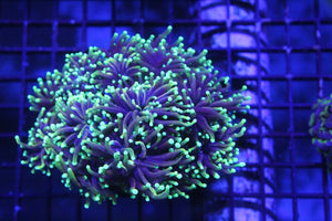 wholesale_coral - saltwater_fish saltwater_coral - rare corals - coralsdepot - Corals_Depot - live_corals - eye - catching - coral quality_marine_fish - quality - marine discoun