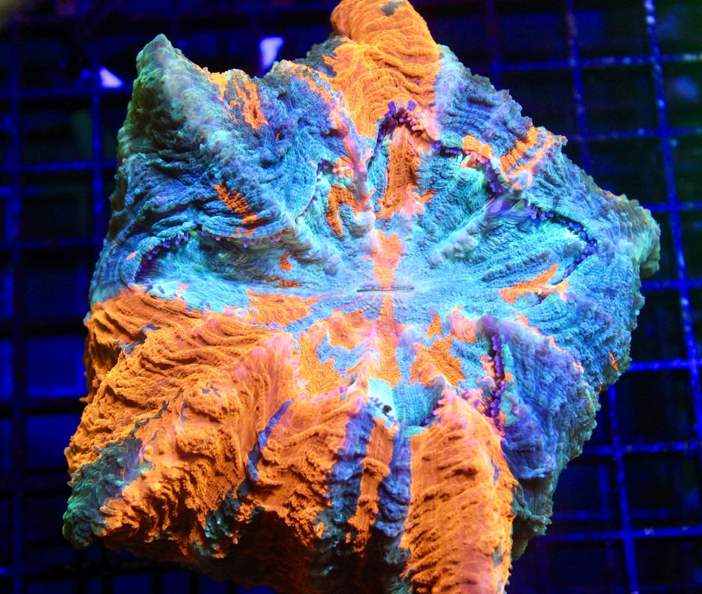 wholesale_coral - saltwater_fish saltwater_coral - rare corals - coralsdepot - Corals_Depot - live_corals - eye - catching - coral quality_marine_fish - quality - marine discoun