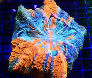 wholesale_coral - saltwater_fish saltwater_coral - rare corals - coralsdepot - Corals_Depot - live_corals - eye - catching - coral quality_marine_fish - quality - marine discoun