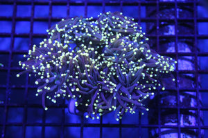 wholesale_coral - saltwater_fish saltwater_coral - rare corals - coralsdepot - Corals_Depot - live_corals - eye - catching - coral quality_marine_fish - quality - marine discoun