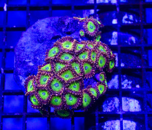 wholesale_coral - saltwater_fish saltwater_coral - rare corals - coralsdepot - Corals_Depot - live_corals - eye - catching - coral quality_marine_fish - quality - marine discoun