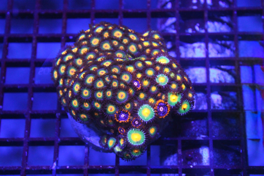 wholesale_coral - saltwater_fish saltwater_coral - rare corals - coralsdepot - Corals_Depot - live_corals - eye - catching - coral quality_marine_fish - quality - marine discoun