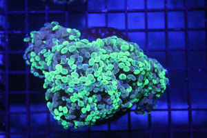 wholesale_coral - saltwater_fish saltwater_coral - rare corals - coralsdepot - Corals_Depot - live_corals - eye - catching - coral quality_marine_fish - quality - marine discoun