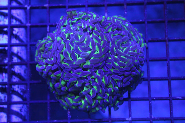 wholesale_coral - saltwater_fish saltwater_coral - rare corals - coralsdepot - Corals_Depot - live_corals - eye - catching - coral quality_marine_fish - quality - marine discoun