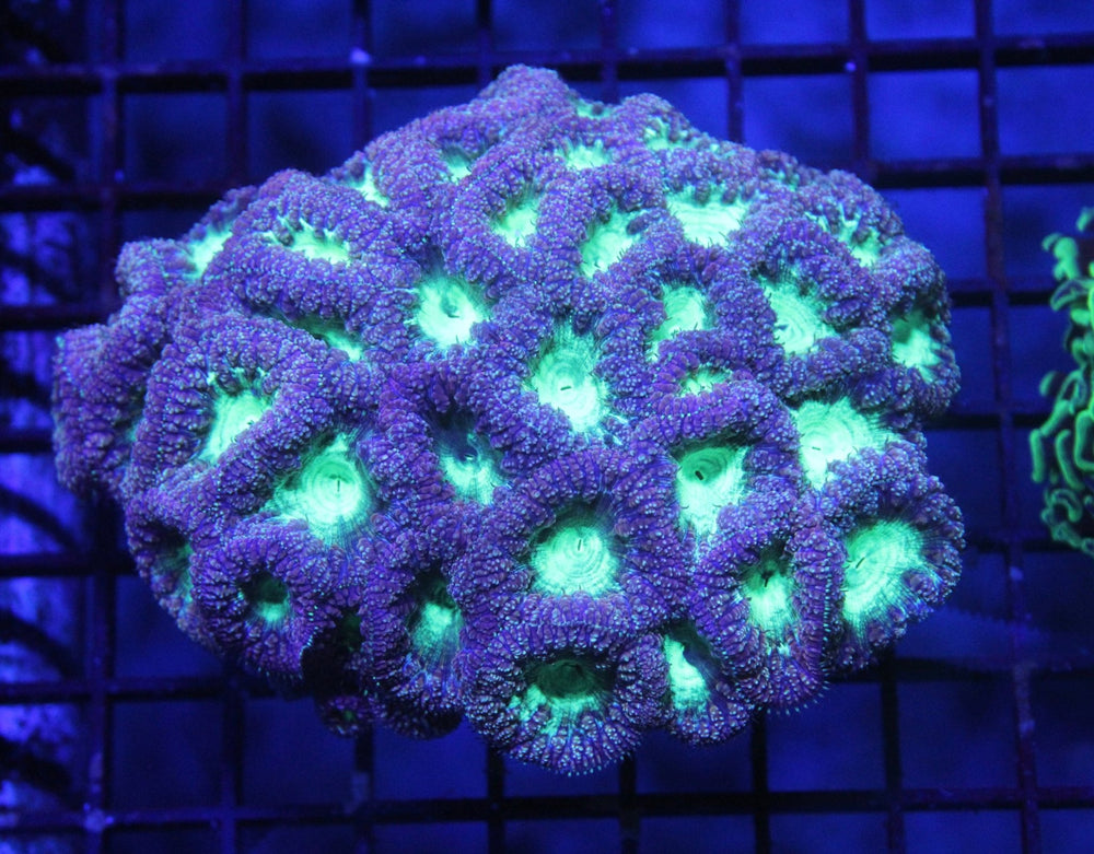 wholesale_coral - saltwater_fish saltwater_coral - rare corals - coralsdepot - Corals_Depot - live_corals - eye - catching - coral quality_marine_fish - quality - marine discoun