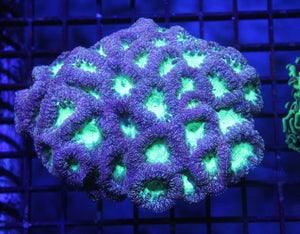 wholesale_coral - saltwater_fish saltwater_coral - rare corals - coralsdepot - Corals_Depot - live_corals - eye - catching - coral quality_marine_fish - quality - marine discoun