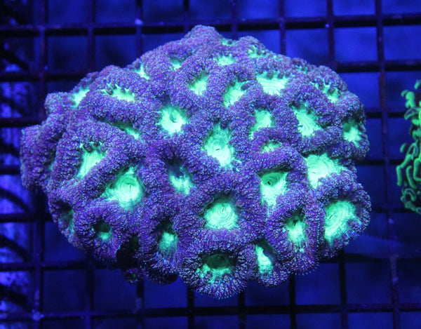wholesale_coral - saltwater_fish saltwater_coral - rare corals - coralsdepot - Corals_Depot - live_corals - eye - catching - coral quality_marine_fish - quality - marine discoun
