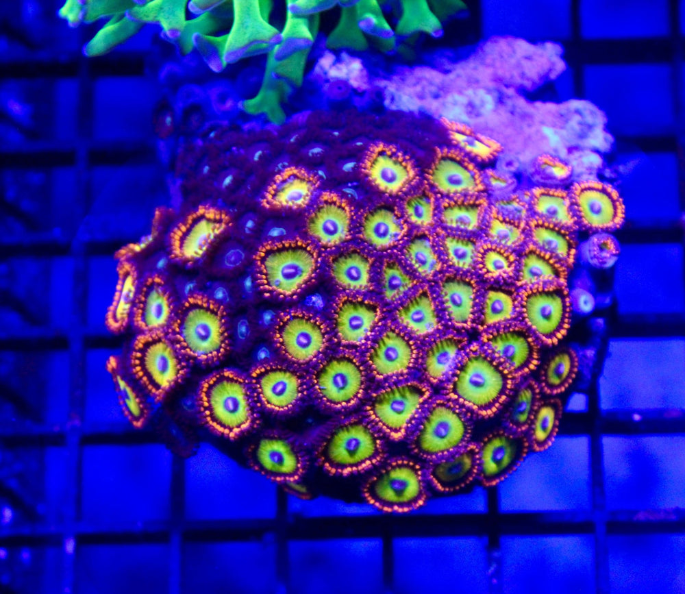 wholesale_coral - saltwater_fish saltwater_coral - rare corals - coralsdepot - Corals_Depot - live_corals - eye - catching - coral quality_marine_fish - quality - marine discoun