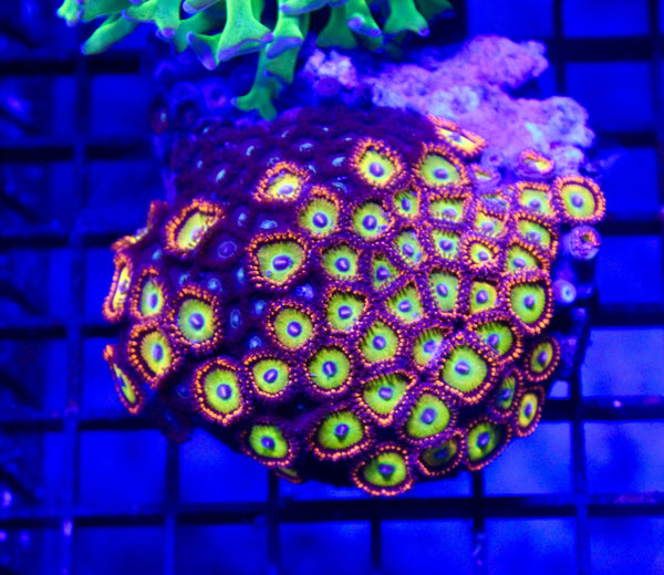 wholesale_coral - saltwater_fish saltwater_coral - rare corals - coralsdepot - Corals_Depot - live_corals - eye - catching - coral quality_marine_fish - quality - marine discoun