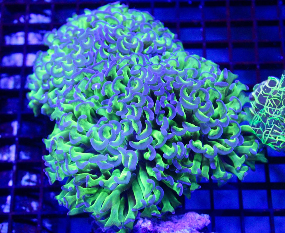 wholesale_coral - saltwater_fish saltwater_coral - rare corals - coralsdepot - Corals_Depot - live_corals - eye - catching - coral quality_marine_fish - quality - marine discoun