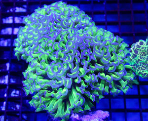 wholesale_coral - saltwater_fish saltwater_coral - rare corals - coralsdepot - Corals_Depot - live_corals - eye - catching - coral quality_marine_fish - quality - marine discoun