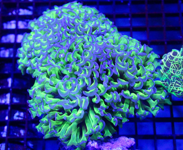 wholesale_coral - saltwater_fish saltwater_coral - rare corals - coralsdepot - Corals_Depot - live_corals - eye - catching - coral quality_marine_fish - quality - marine discoun