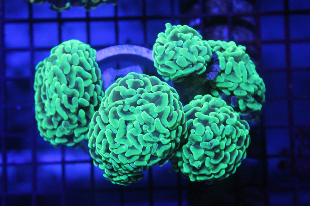 wholesale_coral - saltwater_fish saltwater_coral - rare corals - coralsdepot - Corals_Depot - live_corals - eye - catching - coral quality_marine_fish - quality - marine discoun