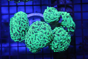 wholesale_coral - saltwater_fish saltwater_coral - rare corals - coralsdepot - Corals_Depot - live_corals - eye - catching - coral quality_marine_fish - quality - marine discoun