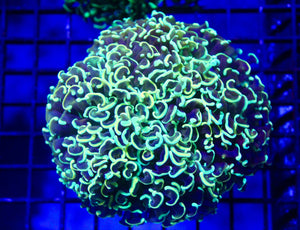 wholesale_coral - saltwater_fish saltwater_coral - rare corals - coralsdepot - Corals_Depot - live_corals - eye - catching - coral quality_marine_fish - quality - marine discoun