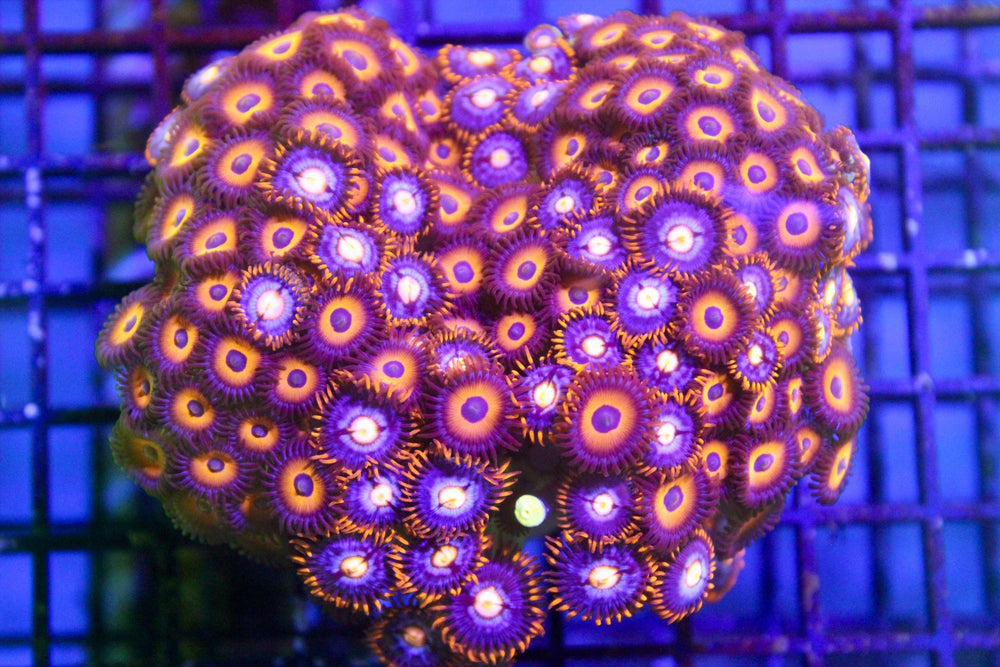 wholesale_coral - saltwater_fish saltwater_coral - rare corals - coralsdepot - Corals_Depot - live_corals - eye - catching - coral quality_marine_fish - quality - marine discoun