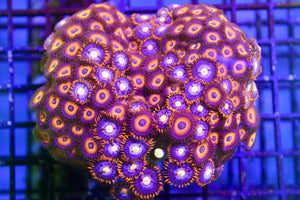 wholesale_coral - saltwater_fish saltwater_coral - rare corals - coralsdepot - Corals_Depot - live_corals - eye - catching - coral quality_marine_fish - quality - marine discoun