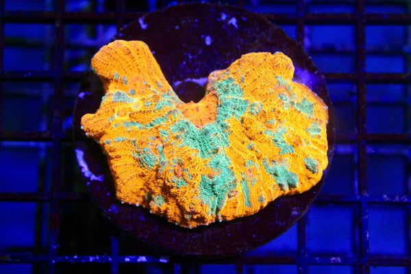 wholesale_coral - saltwater_fish saltwater_coral - rare corals - coralsdepot - Corals_Depot - live_corals - eye - catching - coral quality_marine_fish - quality - marine discoun